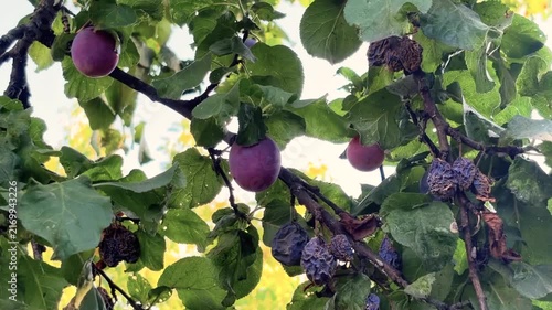 Ripe plums on a branch next to rotten spoiled fruits. Diseases in the orchard. Treatment of garden diseases