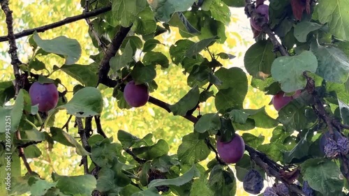 Ripe plums on a branch next to rotten fruits. Diseases in the orchard. Treatment of garden diseases