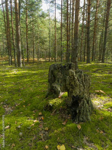 Autumn in the forest. Trees and moss. The forest on a sunny day. Sunlight in the forest. An old, dried‑out stump.