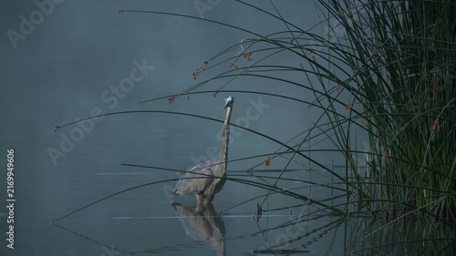 A large Egret bird in the reeds by a foggy lake