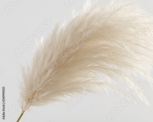 Soft, Creamy Pampas Grass Against White Background