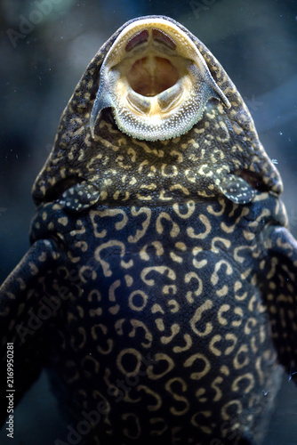 View of a plecostomus fish with its distinctive spotted pattern and sucker mouth attached to the glass at the Vasco da Gama Aquarium in Cruz Quebrada, Lisboa, Portugal.