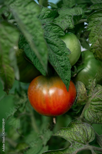 Canvastavla tomatoes in the garden