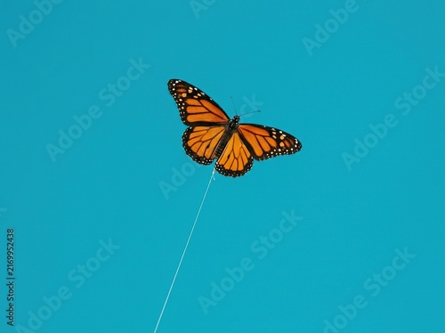 A beautiful monarch butterfly flying against a solid bright blue sky background
