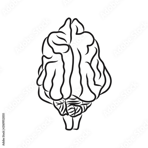 Brain of a dog doodle hand drawn illustration
