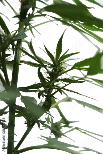 Cannabis Plant white background