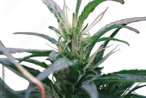 Cannabis Plant white background