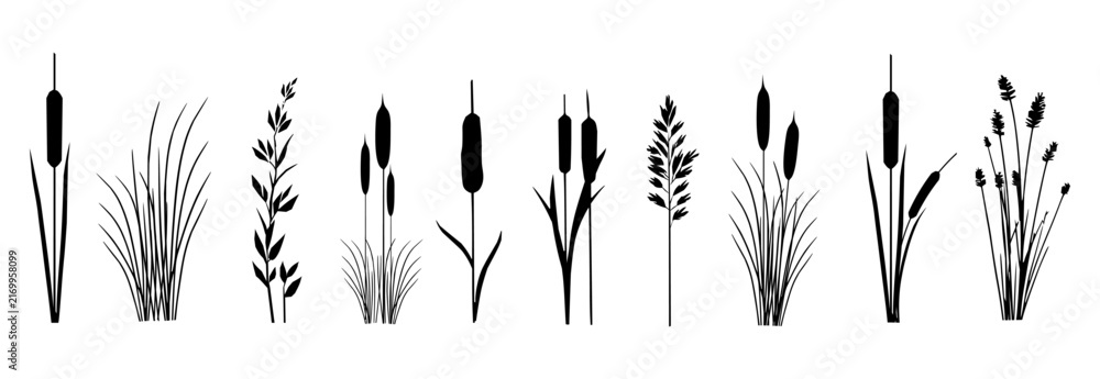 Fototapeta premium Black cattail and reed silhouettes with tall marsh grass plants for wetland and riverside landscape design.