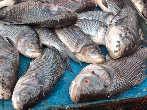 Cuadro en lienzo Freshly harvested Catla fish displayed on a metal tray at a local market, showca