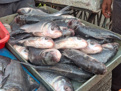 Принти на полотні Freshly harvested Catla fish displayed on a metal tray at a local market, showca
