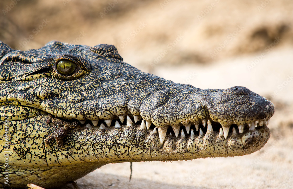Fototapeta premium Nile rocodile