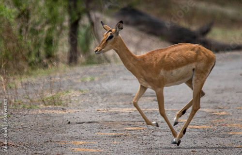 Foto Impala running