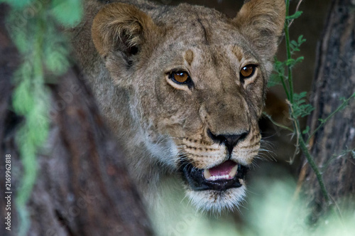 Quadro su tela Young lion