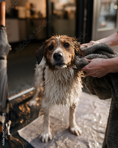 Wet dog standing indoors while person dries fur with towel after bath, close up pet grooming scene with soft warm light, bokeh background, cozy home care atmosphere