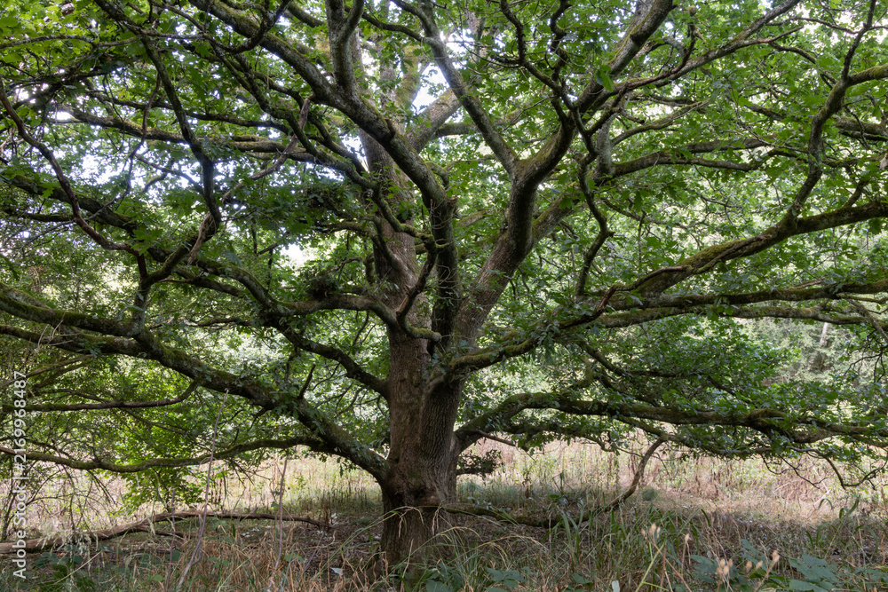 Fototapeta premium Mature Spreading Oak Tree in West Woods Woodland