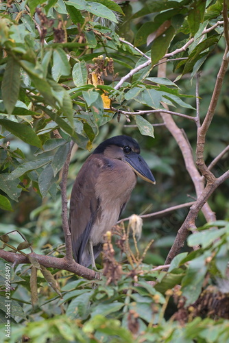 Fotografie Kahnschnabel Costa Rica