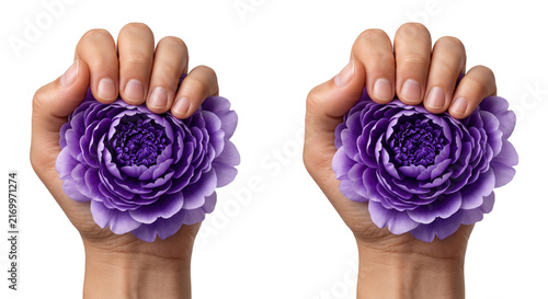 Two Raised Hands Holding Beautiful Purple Rose Flowers