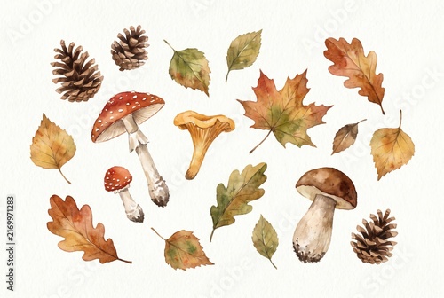 Watercolor set of autumn forest elements including colorful leaves, various mushrooms, and pinecones. Botanical illustration for seasonal harvest design, greeting card, and nature craft.