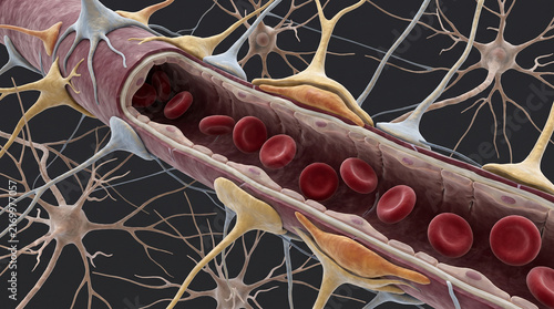 Neurovascular Unit Scientific Medical Microscopy Brain Capillary Astrocytes Neurons Pericytes