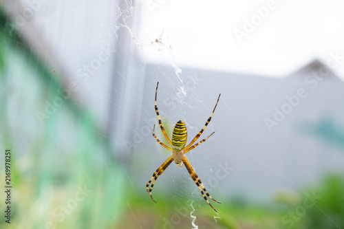 A striped yellow argiope spider on its web