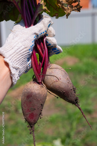 A woman's gloved hands hold a red beet with leaves. Growing vegetables in the garden.