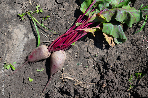 A harvest of red beets grown in fertile soil. Growing vegetables in the garden.