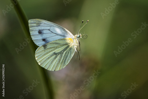 Action Wildlife Shot of a White Butterfly Dancing in the Wind