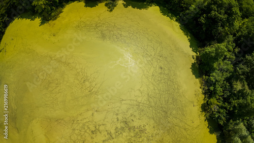 фотографія An overhead top down drone view looks directly down onto a bright green textured algae layer covering a stagnant farm pond surrounded by thick green forest trees in the summer