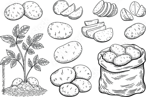 Potato vegetable sketch set vector illustration, raw potatoes sack and plant drawing isolated on white background