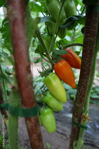 Canvastavla A vibrant close-up captures a cluster of elongated plum-shaped tomatoes ripening inside a greenhouse
