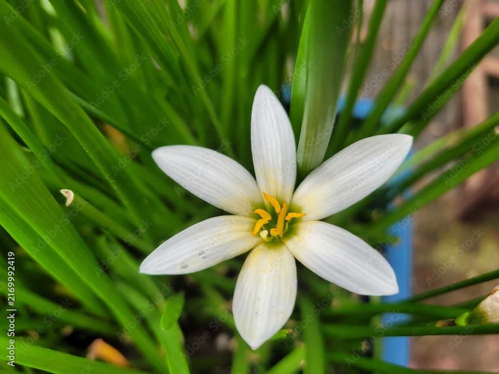 Fototapeta premium Top-Down Macro View of White Rain Lily Flower Blooming in Green Grass Foliage