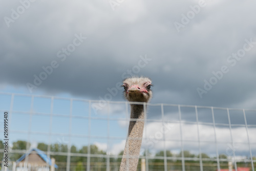 Quadro su tela An ostrich peeks over a fence under a cloudy sky