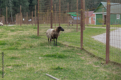 Konstfotografi A black and white sheep stands in a grassy area near a fence
