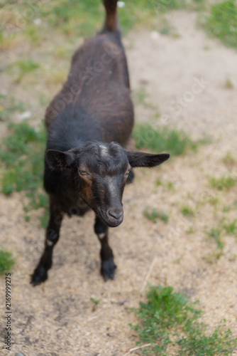 Konstfotografi A small black goat stands on dry grass