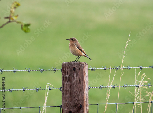 Canvastavla Northern wheatear, Oenanthe oenanthe, on a fencepost in Northumberland, UK