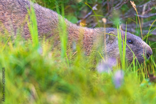 Murmeltier - Allgäu - Alpen - versteckt 