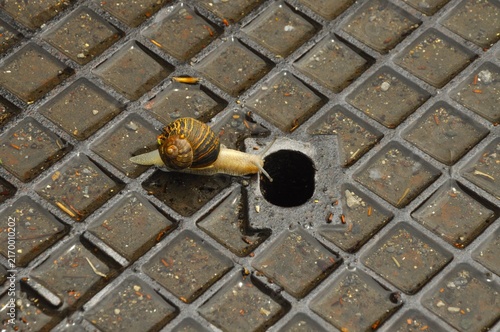 Obraz na płótnie Caracol sobre tapa de alcantarilla en la localidad marinera de Lekeitio Vizcaya