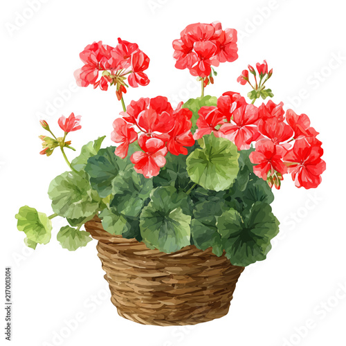 Geranium Basket, watercolor design element isolated on white background