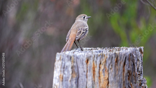 Fotografie Southern Scrub Robin perched on weathered log stump in Victorian scrubland