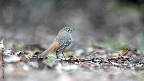 Принти на полотні Southern Scrub Robin foraging on leaf litter, Victorian scrubland