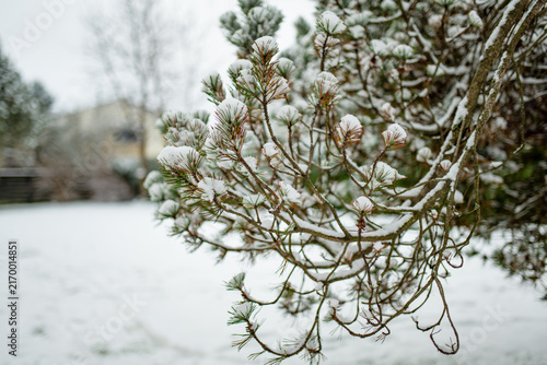 Close-up of pine branches lightly covered with fresh snow in a winter garden. Evergreen needles and soft white snow create a peaceful seasonal nature background.