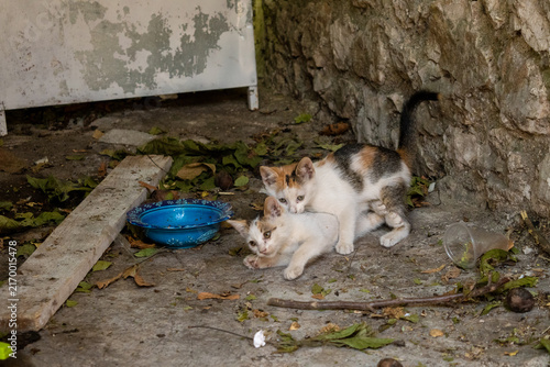 Konstfotografi Two playful calico kittens wrestling on a rustic stone ground.