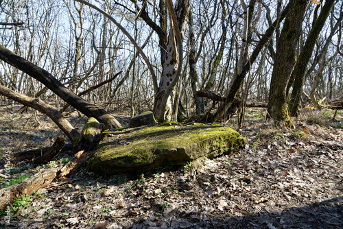 Sunny day, big rock in woods