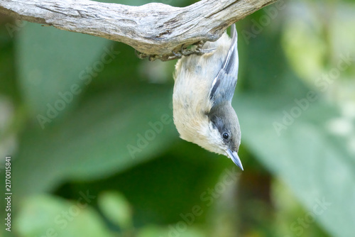 Fotografie Pygmy nuthatch clings to a branch.