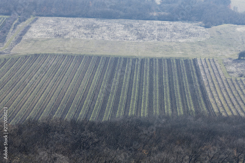 Lavender field with rows grown
