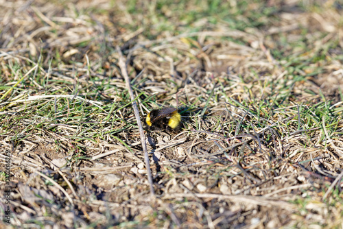 Bumblebee moves through spring grass