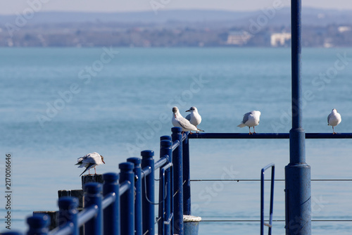 Seagulls on a pier by the water