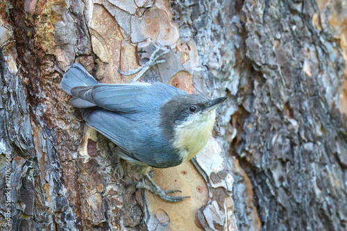 Fotografie Pygmy nuthatch on the side of a tree.
