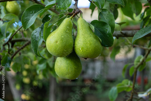 фотографія Fresh green pears hanging from tree branch with raindrops