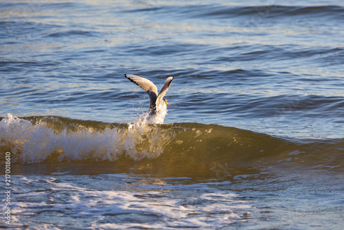 Plakat w ramie Black Headed Gull Diving into Wave Crest Creating Water Splash in Ocean